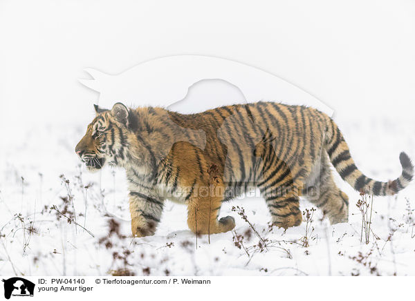 junger Amurtiger / young Amur tiger / PW-04140