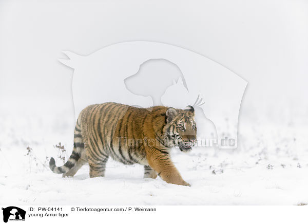 junger Amurtiger / young Amur tiger / PW-04141