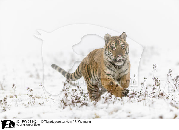 junger Amurtiger / young Amur tiger / PW-04142