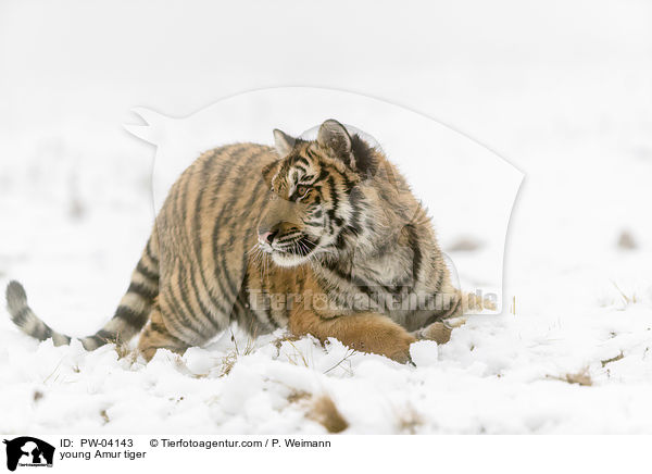 young Amur tiger / PW-04143