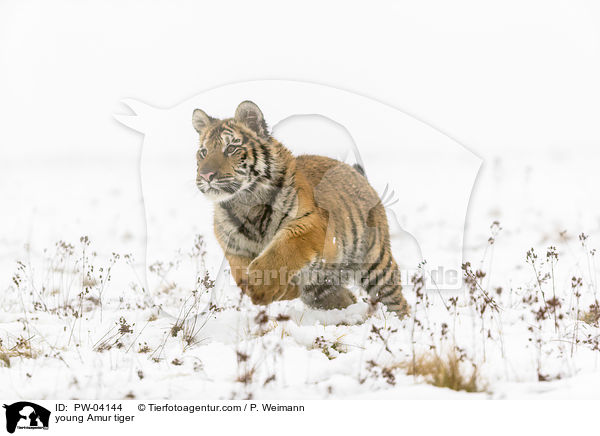 junger Amurtiger / young Amur tiger / PW-04144