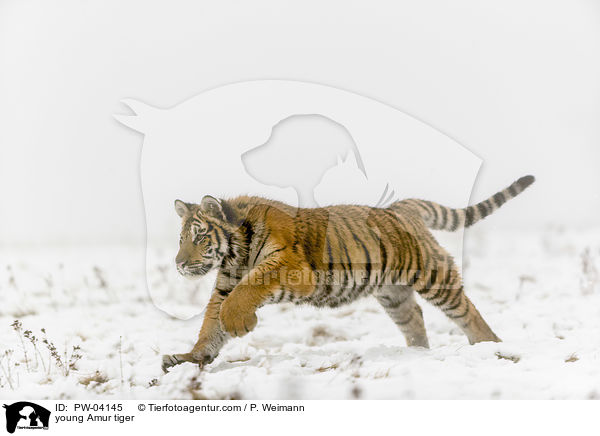 junger Amurtiger / young Amur tiger / PW-04145