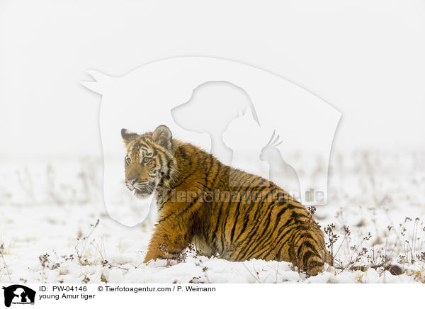 young Amur tiger / PW-04146