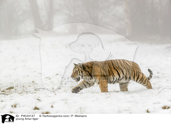 junger Amurtiger / young Amur tiger / PW-04147