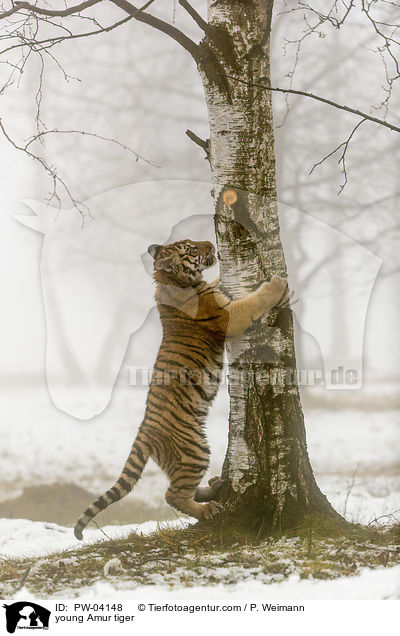 young Amur tiger / PW-04148