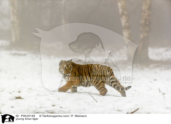 young Amur tiger / PW-04149