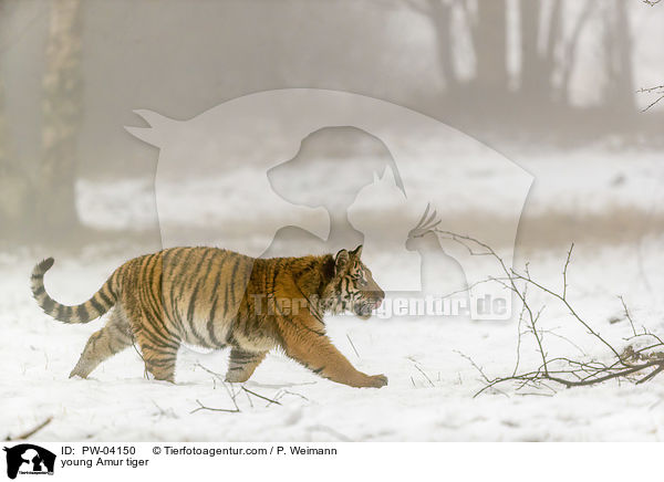 junger Amurtiger / young Amur tiger / PW-04150