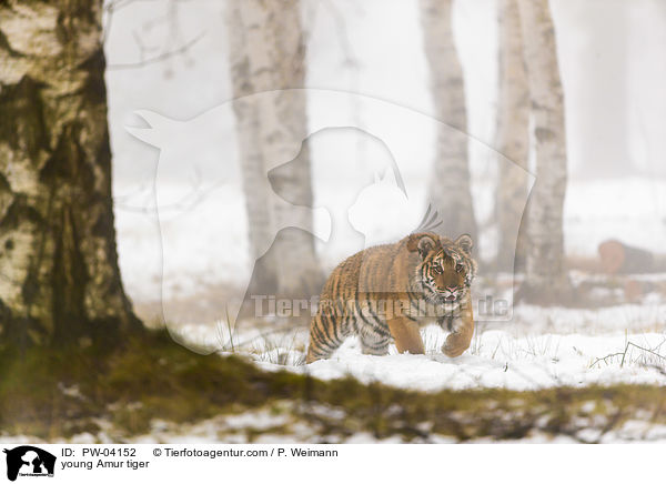 junger Amurtiger / young Amur tiger / PW-04152