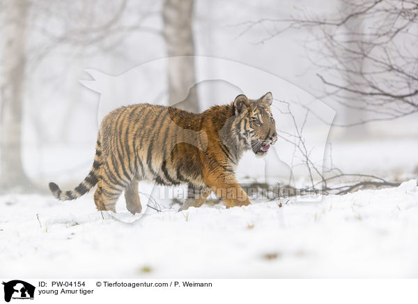 junger Amurtiger / young Amur tiger / PW-04154