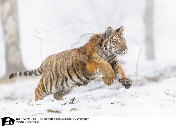 junger Amurtiger / young Amur tiger / PW-04155