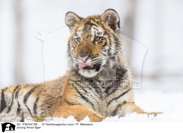 junger Amurtiger / young Amur tiger / PW-04156