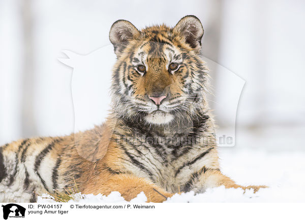 junger Amurtiger / young Amur tiger / PW-04157