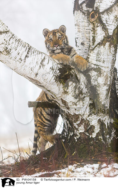 young Amur tiger / PW-04158
