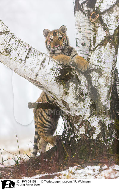 junger Amurtiger / young Amur tiger / PW-04158