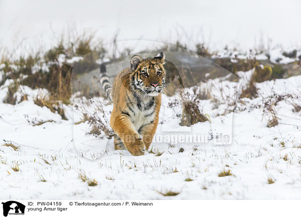 junger Amurtiger / young Amur tiger / PW-04159