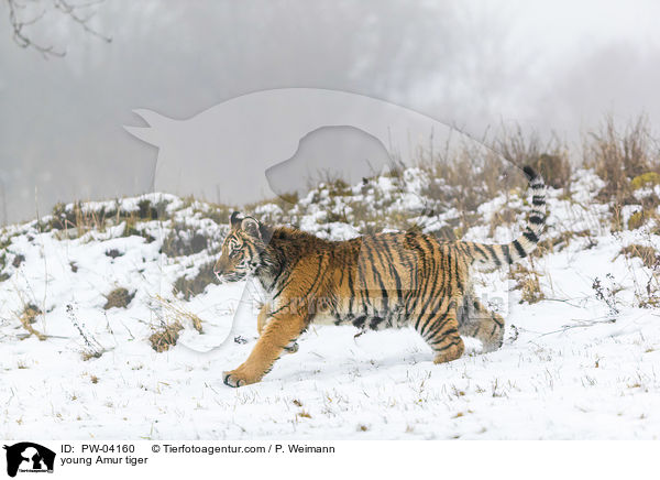 young Amur tiger / PW-04160