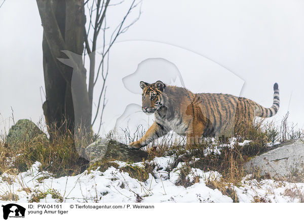 young Amur tiger / PW-04161