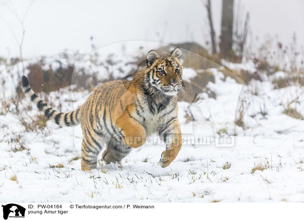 junger Amurtiger / young Amur tiger / PW-04164