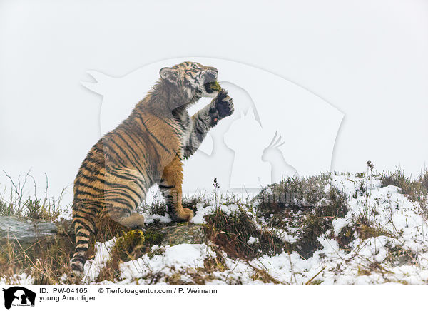 junger Amurtiger / young Amur tiger / PW-04165