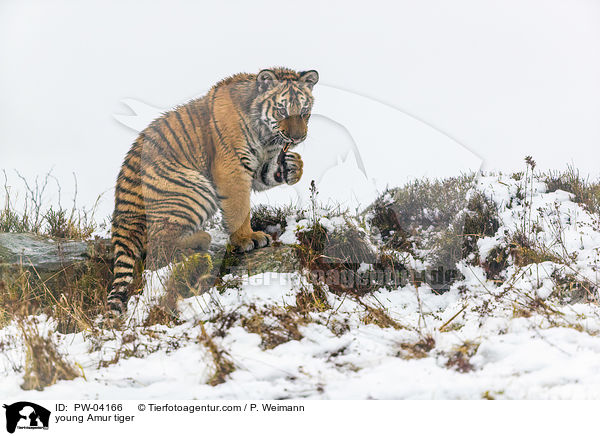young Amur tiger / PW-04166