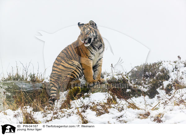 junger Amurtiger / young Amur tiger / PW-04167
