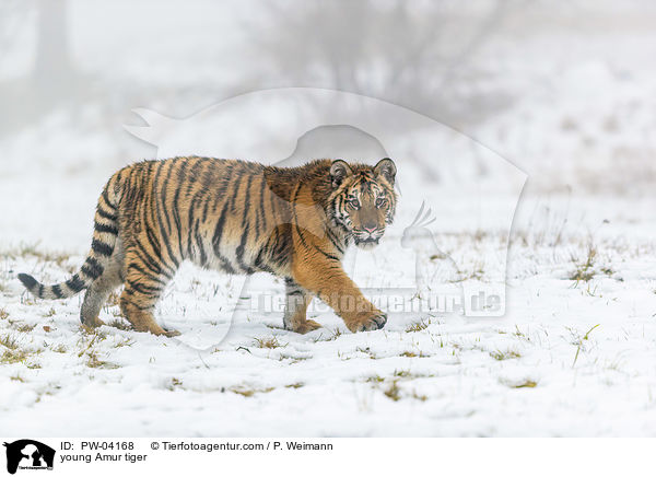junger Amurtiger / young Amur tiger / PW-04168