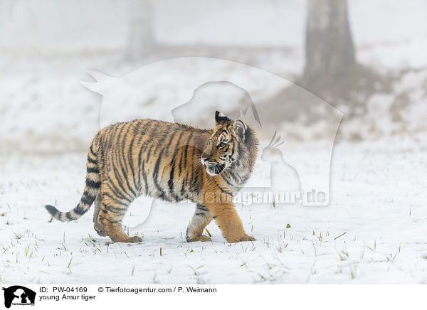 young Amur tiger / PW-04169