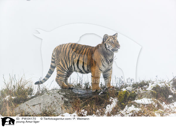 junger Amurtiger / young Amur tiger / PW-04170