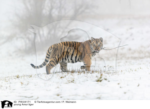 young Amur tiger / PW-04171