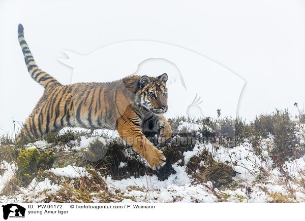 young Amur tiger / PW-04172