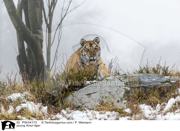 junger Amurtiger / young Amur tiger / PW-04173