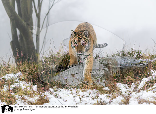 junger Amurtiger / young Amur tiger / PW-04174