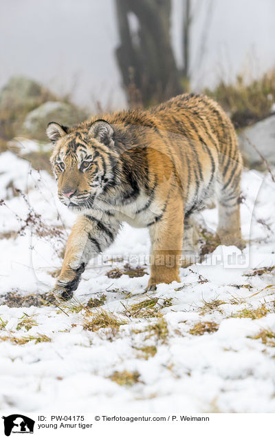 young Amur tiger / PW-04175