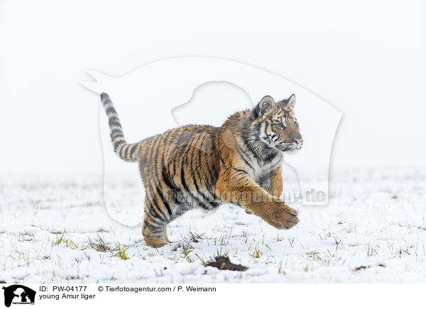 junger Amurtiger / young Amur tiger / PW-04177
