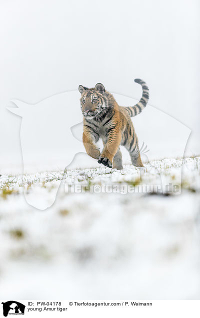 junger Amurtiger / young Amur tiger / PW-04178