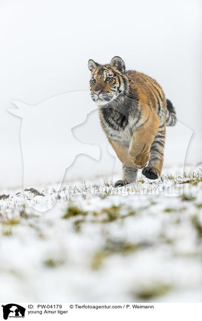 young Amur tiger / PW-04179