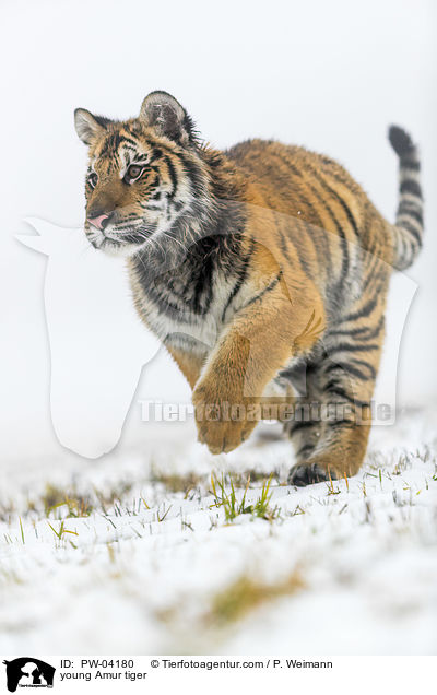 junger Amurtiger / young Amur tiger / PW-04180