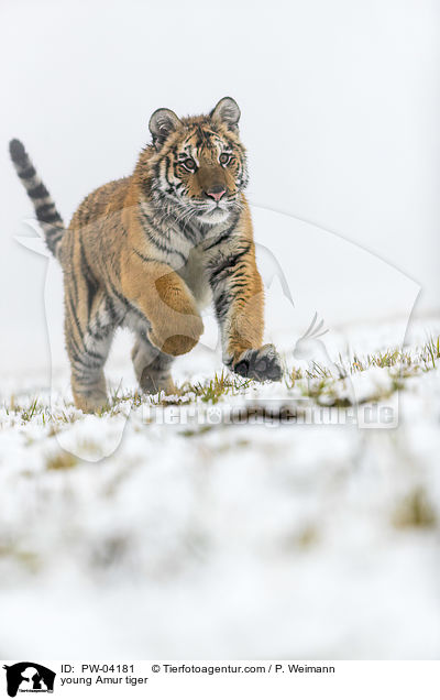 young Amur tiger / PW-04181