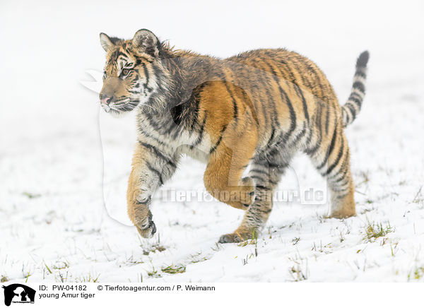 young Amur tiger / PW-04182