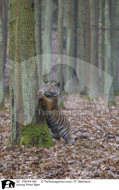 young Amur tiger / PW-04184