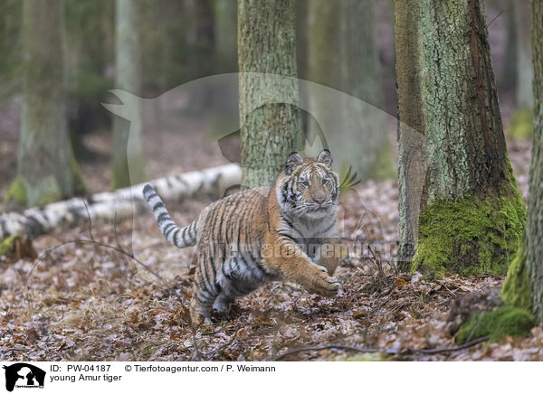 junger Amurtiger / young Amur tiger / PW-04187