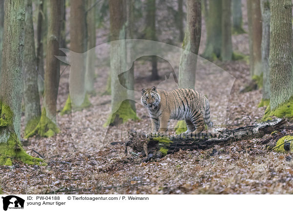 junger Amurtiger / young Amur tiger / PW-04188