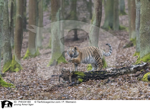young Amur tiger / PW-04189