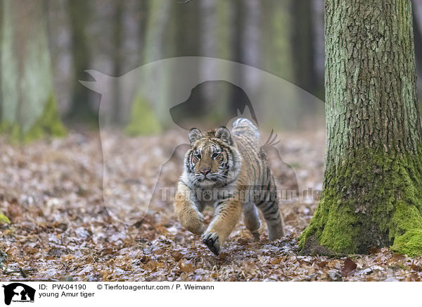 junger Amurtiger / young Amur tiger / PW-04190
