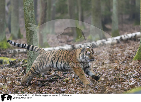 junger Amurtiger / young Amur tiger / PW-04192