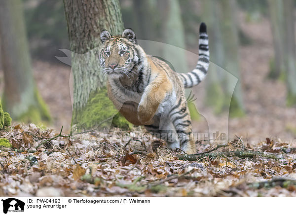 junger Amurtiger / young Amur tiger / PW-04193