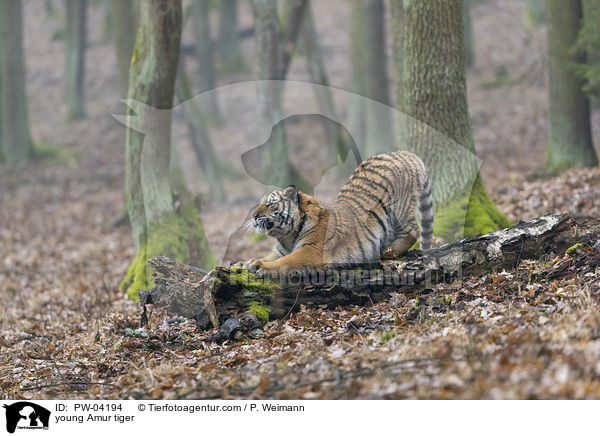 young Amur tiger / PW-04194