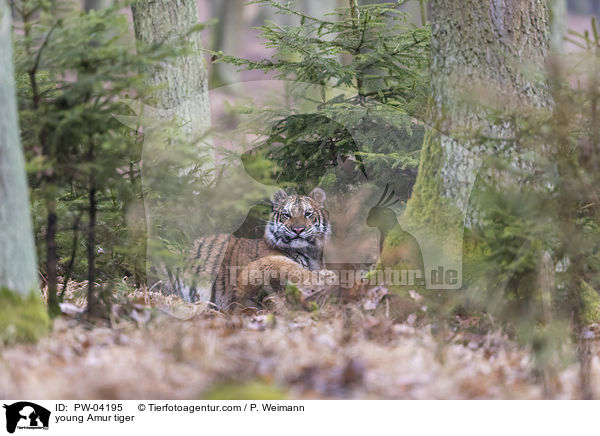 junger Amurtiger / young Amur tiger / PW-04195