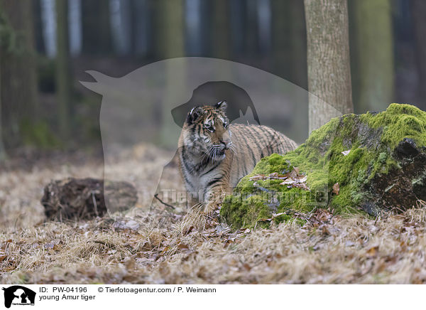 young Amur tiger / PW-04196