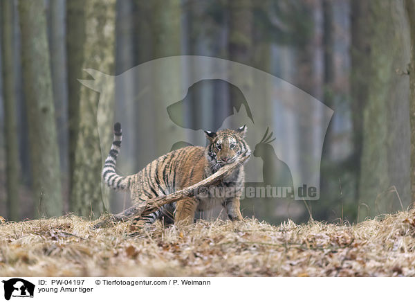 junger Amurtiger / young Amur tiger / PW-04197